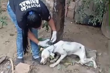 Mulher &eacute; presa ap&oacute;s cadela ser resgatada em estado grave em Coronel Fabriciano