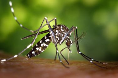 Jardim do Carmo receberá ação contra dengue