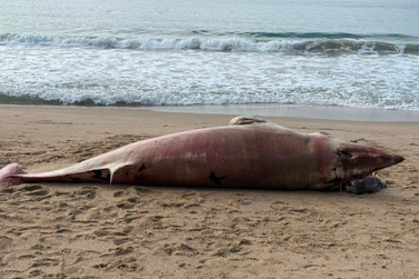 Baleia de 1,5 tonelada &eacute; encontrada morta na Praia do Buraco em Balne&aacute;rio Cambori&uacute;