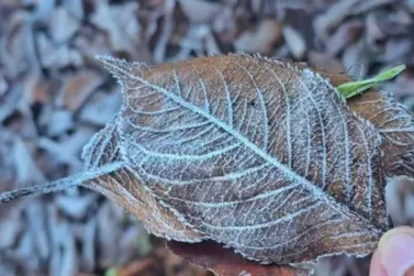 Frio ganha for&ccedil;a em Santa Catarina e deve persistir at&eacute; quinta-feira