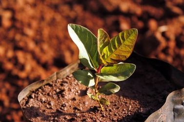 Itapema promove a&ccedil;&atilde;o ambiental com plantio e distribui&ccedil;&atilde;o gratuita de &aacute;rvores frut&iacute;feras