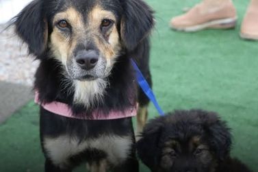 Moradores do Sert&atilde;o de Santa Luzia podem cadastrar pets para castra&ccedil;&atilde;o gratuita