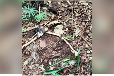 Ossada humana &eacute; encontrada em &aacute;rea de mata na Praia Brava em Itaja&iacute;