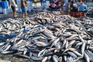 Prefeitos da Costa Esmeralda contestam fim antecipado da pesca da tainha