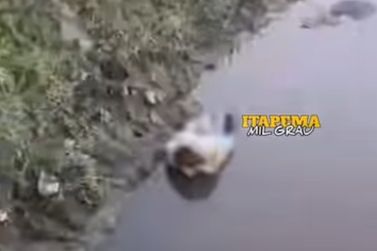 Cachorro &eacute; encontrado morto dentro de saco em rio de Itapema