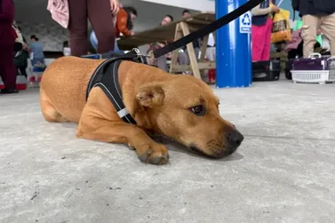 Itaja&iacute; realiza mutir&atilde;o gratuito de castra&ccedil;&atilde;o para c&atilde;es e gatos