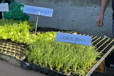 Programa de Itapema distribui mudas e incentiva cultivo de hortas familiares