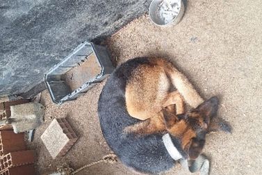 Cachorro &eacute; resgatado em situa&ccedil;&atilde;o de maus-tratos em Itapema