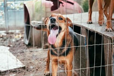 DIBEA coordena a&ccedil;&atilde;o de cuidado a 35 animais e apoio a moradora de Itapema