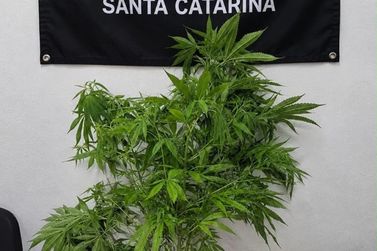 Pol&iacute;cia Militar apreende planta de maconha e entorpecentes no Centro de Itapema