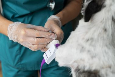 Prefeitura busca cl&iacute;nicas para ampliar atendimento do Centro de Bem Estar Animal