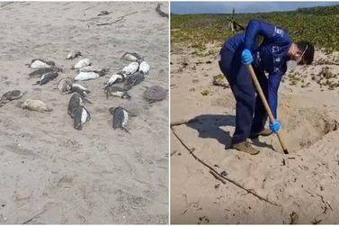 S&atilde;o Francisco do Sul registra morte de mais de 80 pinguins na Praia do Ervino