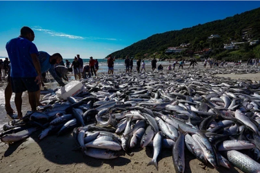 Governo amplia cota da tainha e libera retomada da pesca em Itapo&aacute;