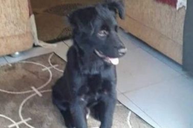 Cachorro desapareceu na noite desta quarta-feira (29) em Jacarezinho