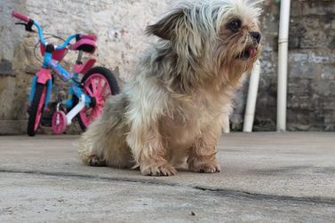 Família procura por cachorra de estimação perdida no bairro Nova Alcântara