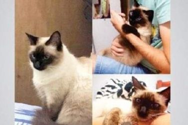 Família procura gatinha de estimação, atende pelo nome 'Maria'