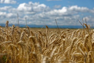 Mesmo com dias chuvosos das últimas semanas, colheita do trigo avança no Paraná