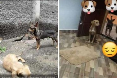 Cachorrinhas desapareceram no último dia 30 de maio perto da Rodoviária Nova