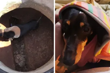 Cadela cega é resgatada de bueiro após ficar 5 dias desaparecida em Ourinhos