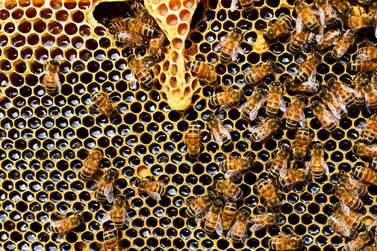 Idoso morre após levar mais de 100 picadas de abelhas no interior de SP