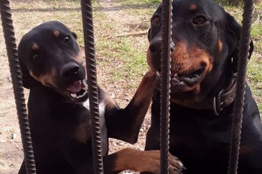 Fam&iacute;lia procura por c&atilde;es de estima&ccedil;&atilde;o que atendem por "Diguinho" e "Pandora"
