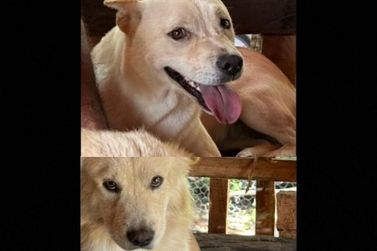 Fred e Nina Desaparecem no Jardim S&atilde;o Luiz: Ajude a encontr&aacute;-los!