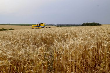 ​Paran&aacute; come&ccedil;a a colher 2,6 milh&otilde;es de toneladas de trigo
