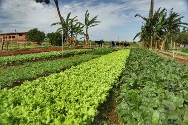​Norte Pioneiro lidera censo in&eacute;dito de produ&ccedil;&atilde;o org&acirc;nica no Paran&aacute;