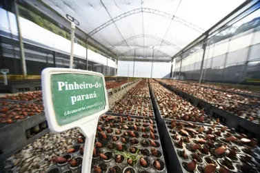 Paran&aacute; soma 13,2 milh&otilde;es de mudas distribu&iacute;das pelo programa Mais Verde