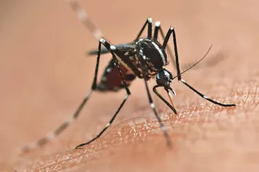 ​Sesa refor&ccedil;a alerta contra dengue no Paran&aacute; mesmo com queda no n&uacute;mero de casos