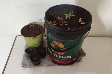 Homem &eacute; preso por cultivar maconha em resid&ecirc;ncia em Andir&aacute;
