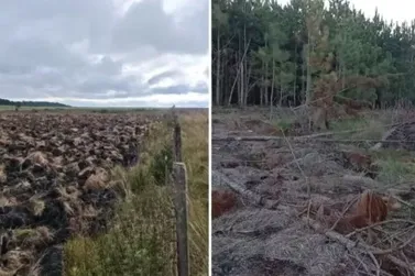 ​Fazendeiro &eacute; multado em R$ 542 mil por desmatamento em Ponta Grossa