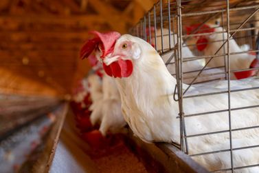 Conselho de sanidade agropecuária alerta sobre cuidados com a gripe aviária
