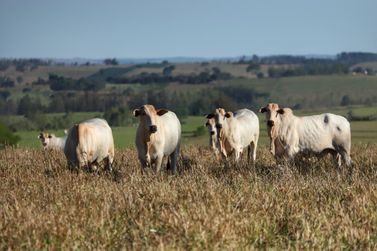 Produtores rurais devem atualizar cadastro de animais até o final de junho