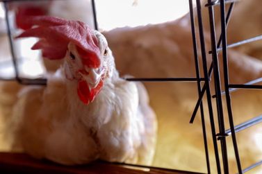 Paraná registra primeiro caso de gripe aviária