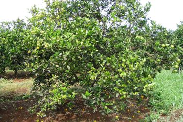 Paraná orienta como conter o avanço do greening na citricultura