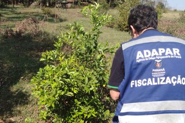 Paraná promove operação para baixar casos de greening e reforçar prevenção