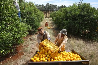 Paraná reforça orientações para combater o greening na citricultura