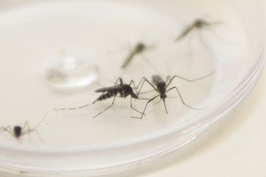 Loanda registra 120 casos de dengue em março
