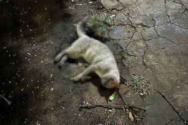 Animais morrem por suspeita de envenenamento no Alto da Glória, em Loanda