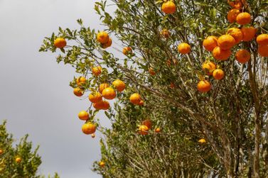 Paran&aacute; prorroga emerg&ecirc;ncia contra greening nos pomares por 180 dias