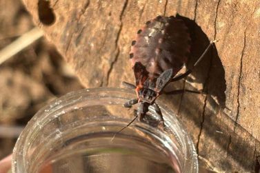 Doen&ccedil;a de Chagas: Paran&aacute; alerta sobre preven&ccedil;&atilde;o contra o bicho-barbeiro