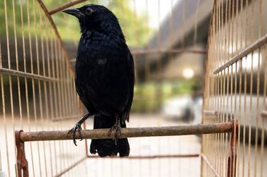 Ave silvestre &eacute; resgatada de cativeiro em Loanda
