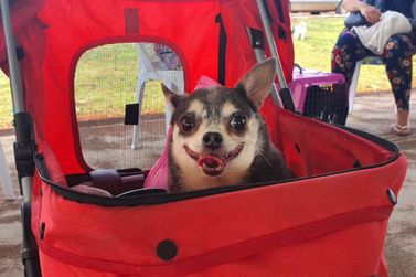 Ita&uacute;na do Sul ter&aacute; castra&ccedil;&otilde;es gratuitas de c&atilde;es e gatos em junho
