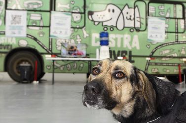 Marilena abre inscri&ccedil;&otilde;es do CastraPet na segunda-feira (6)