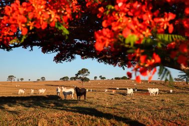 Paran&aacute; inicia campanha de atualiza&ccedil;&atilde;o de rebanhos nesta sexta-feira (1&ordm;)