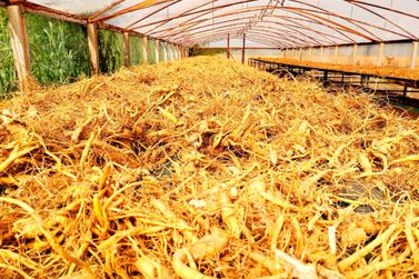 Ginseng de Quer&ecirc;ncia do Norte conquista selo de Indica&ccedil;&atilde;o Geogr&aacute;fica