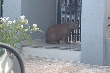 Capivara &eacute; flagrada na Avenida S&atilde;o Paulo em Loanda