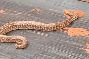 Cobra &eacute; encontrada na ca&ccedil;amba de caminh&atilde;o em Loanda