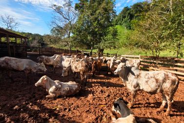 Pecuaristas de Loanda e regi&atilde;o devem atualizar cadastro dos rebanhos at&eacute; ter&ccedil;a-feira (30)